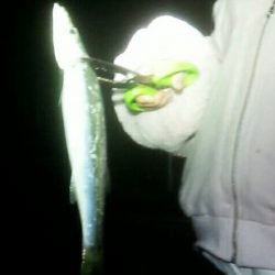 太刀魚激シブ　アオリは小さい